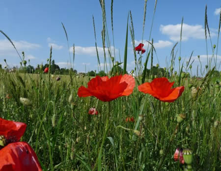 Coquelicots des champs